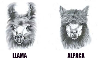 llama or alpaca differences